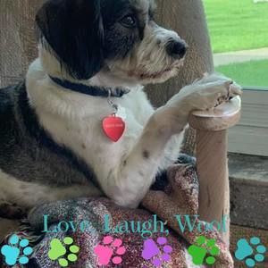 Meet your Posher, Bobbie